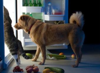The Skinny On Pet Foods