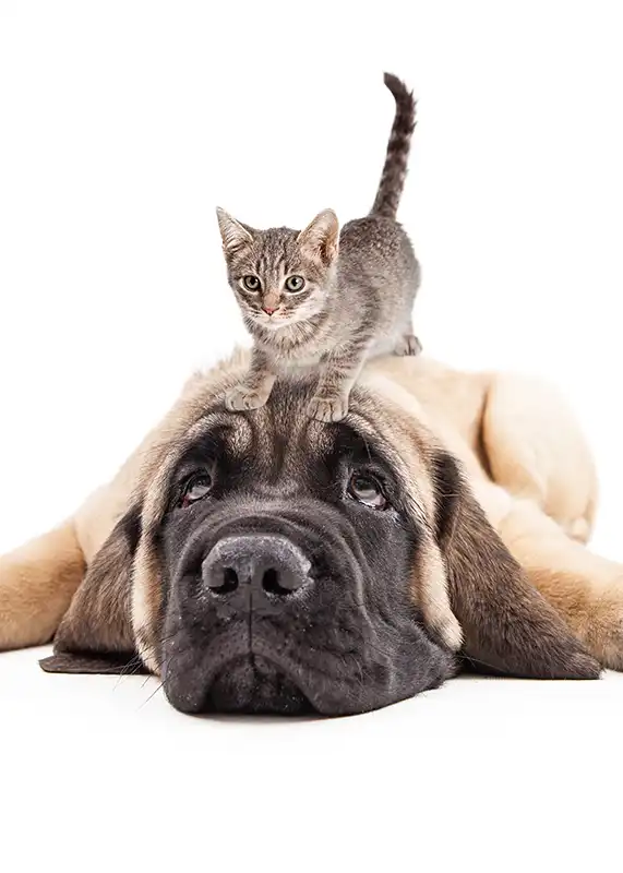 Small striped kitten sitting on top of a large tan dog.