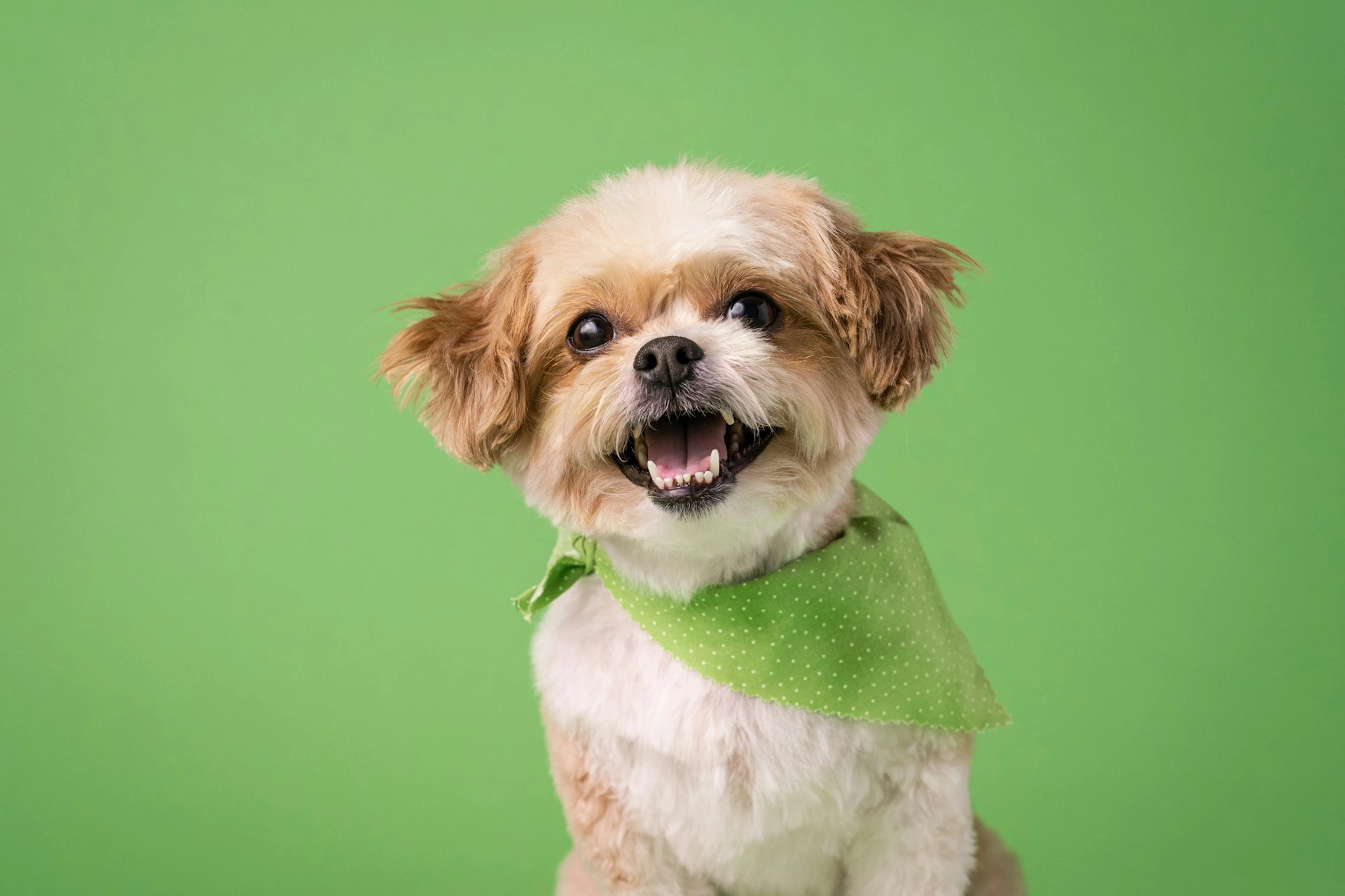 A Shih Tzu dog with is wearing a green, bandana and smiling at the camera against a plain green background.