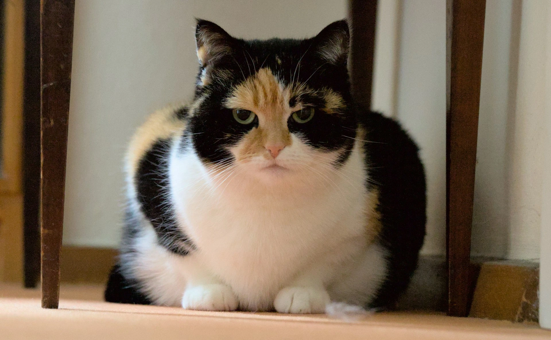 A chubby calico cat is sitting on a wooden floor.