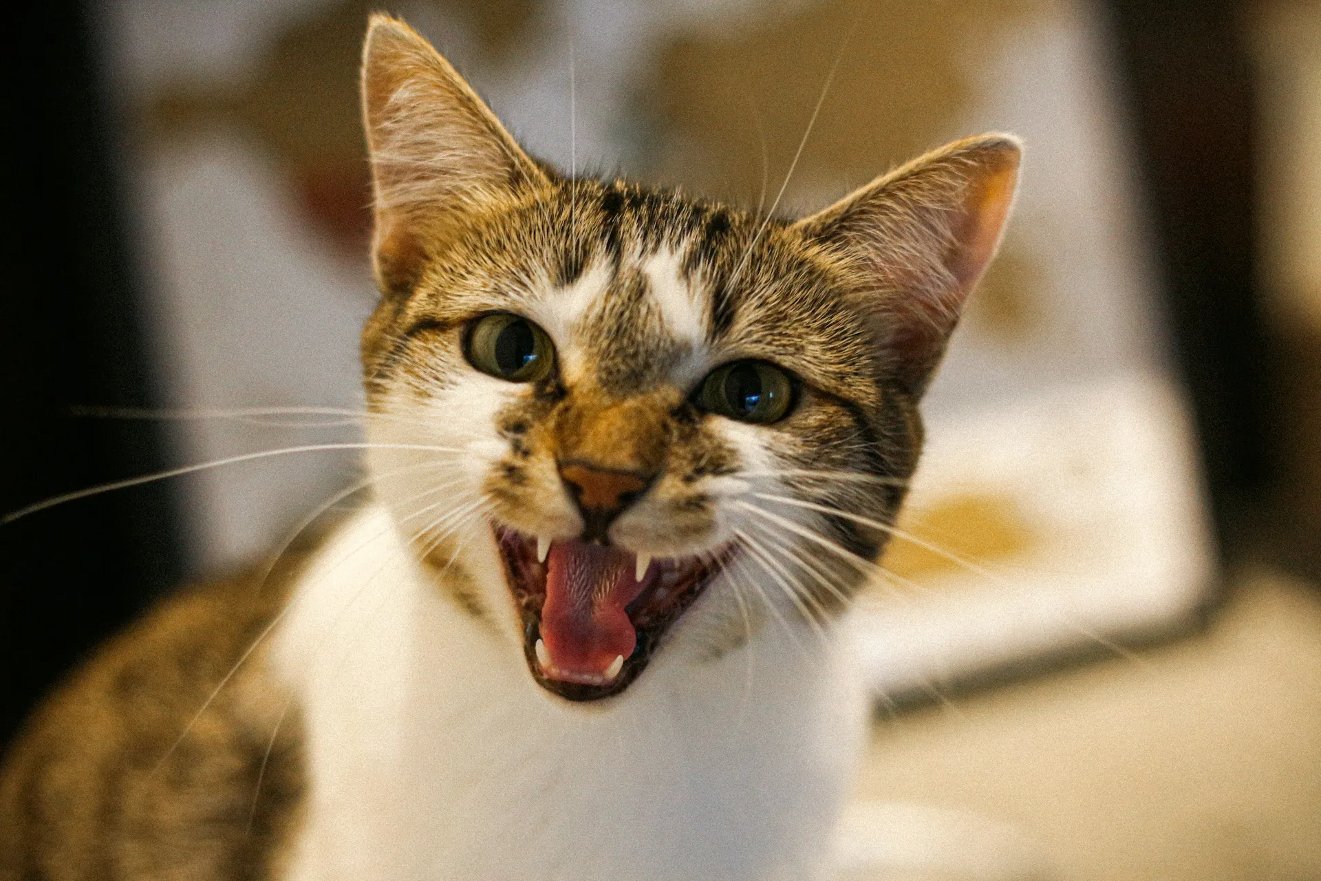 A cat is looking at the camera with its mouth wide open, appearing to be meowing or hissing.