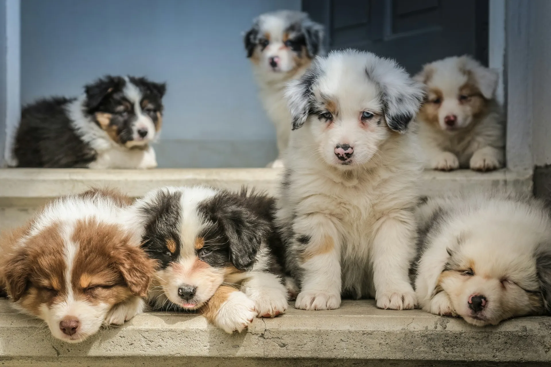 A group of six fluffy Australian Shepherd puppies is on a stone step.