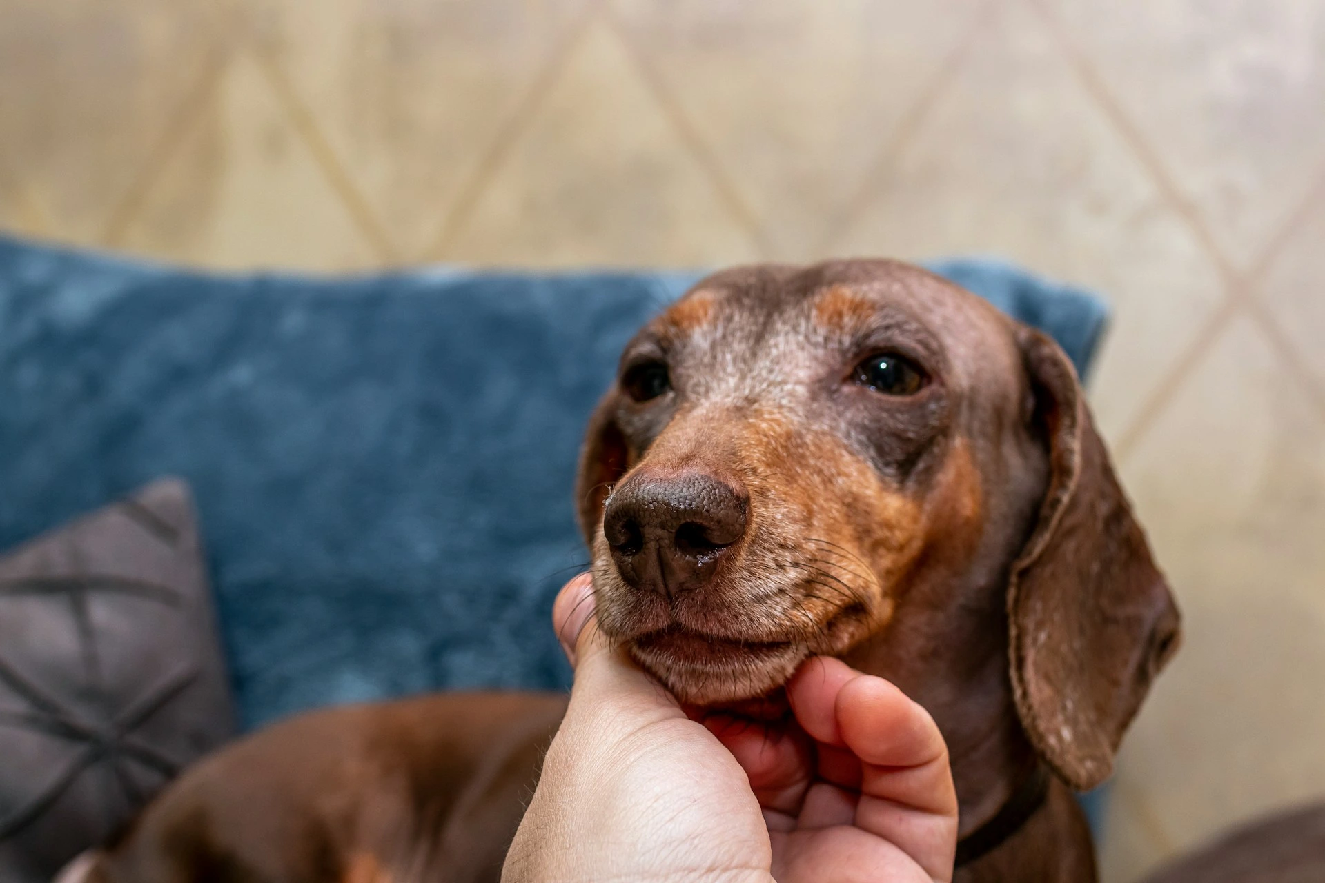 A hand is gently scratching the chin of a brown and white dog.
