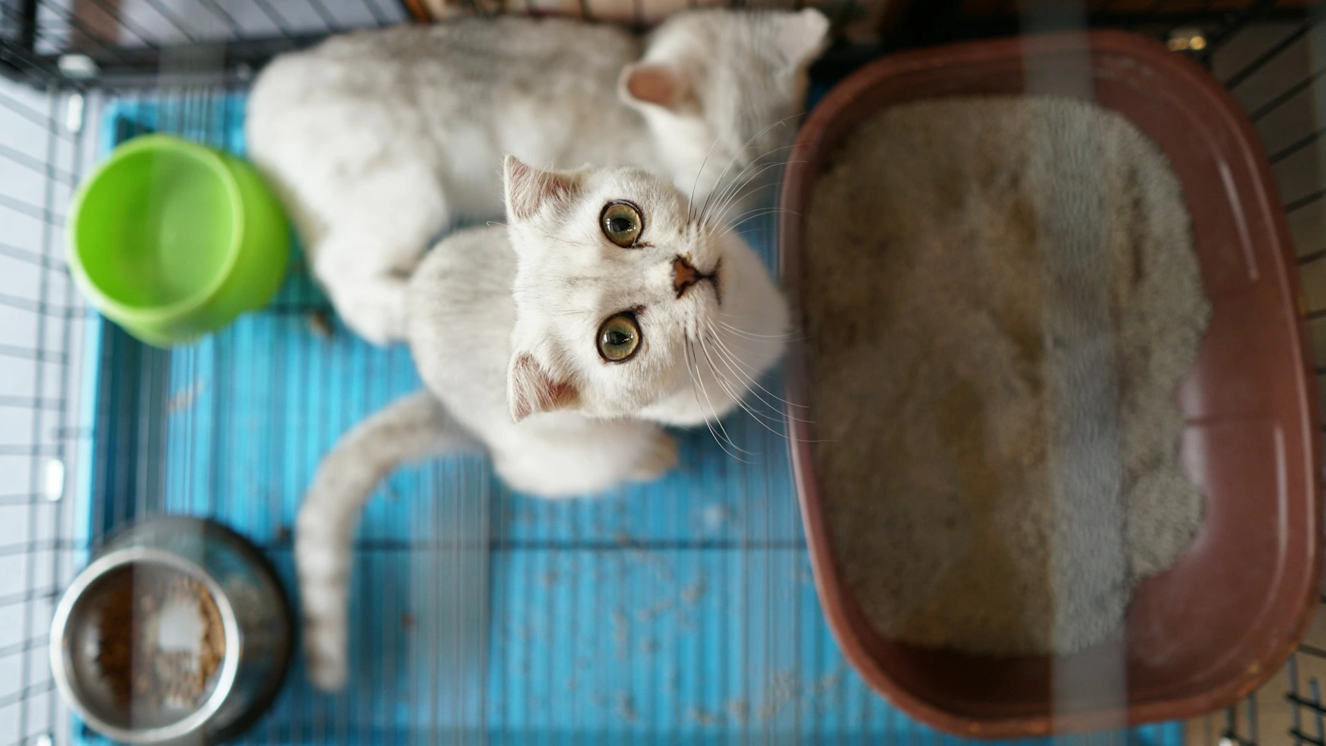 A high-angle view of two white cats in a wire cage, one looking up at the camera.
