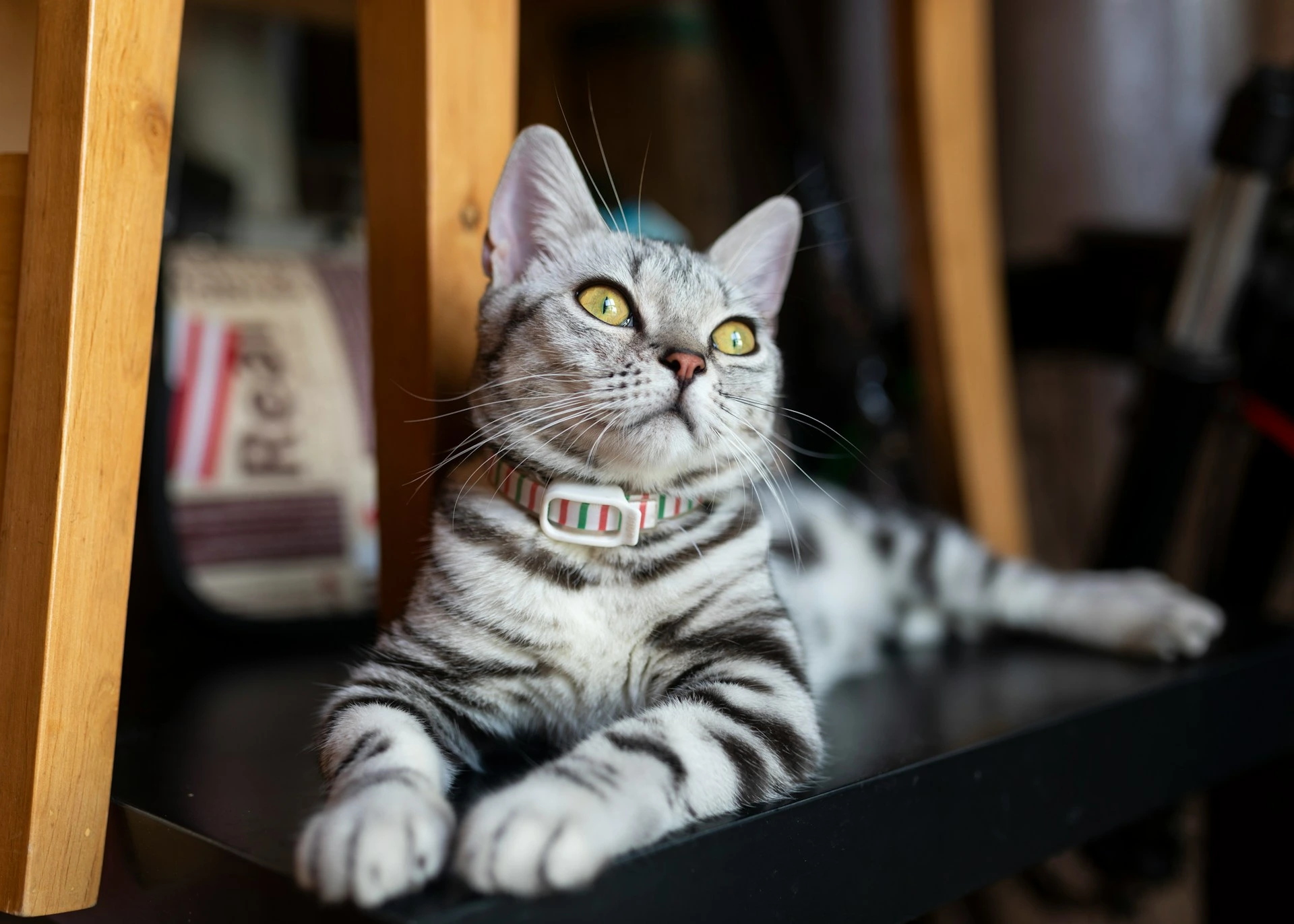 A silver cat with a striped collar is lying down.