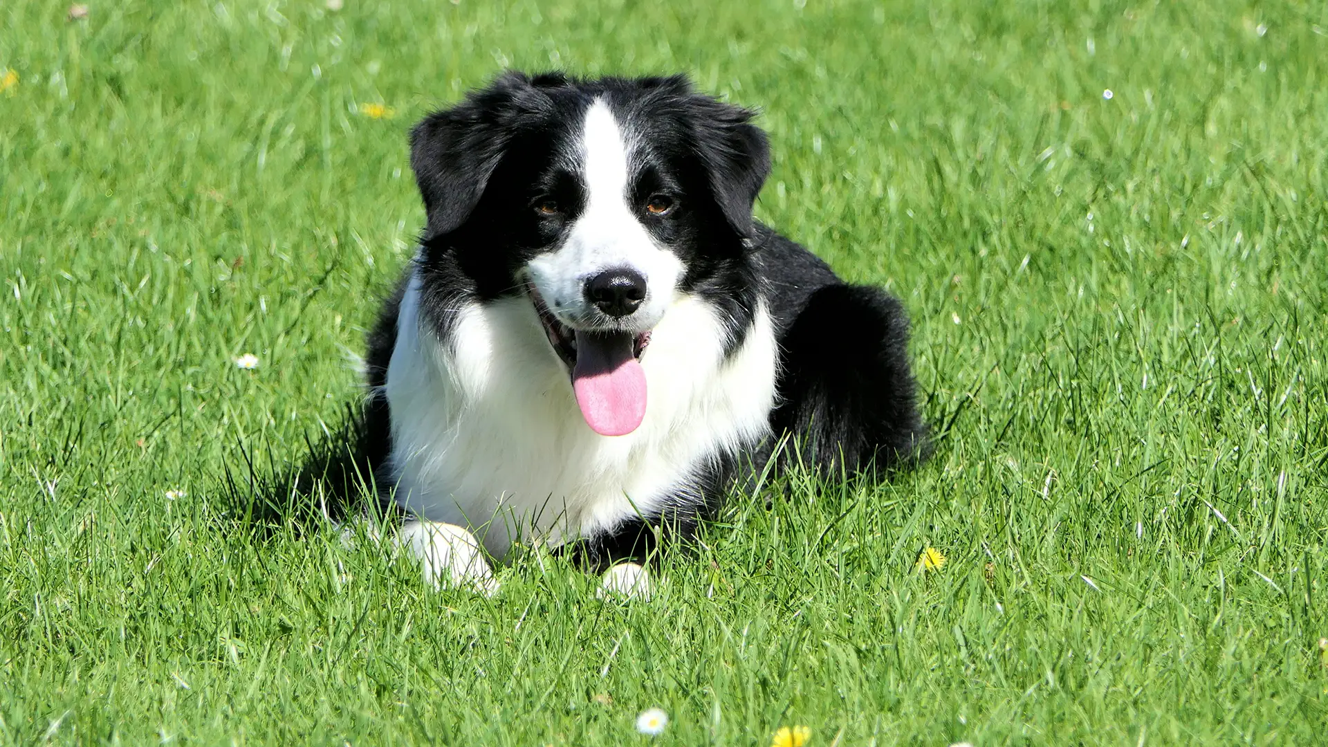 A black and white dog sitting in the grass on a sunny day.