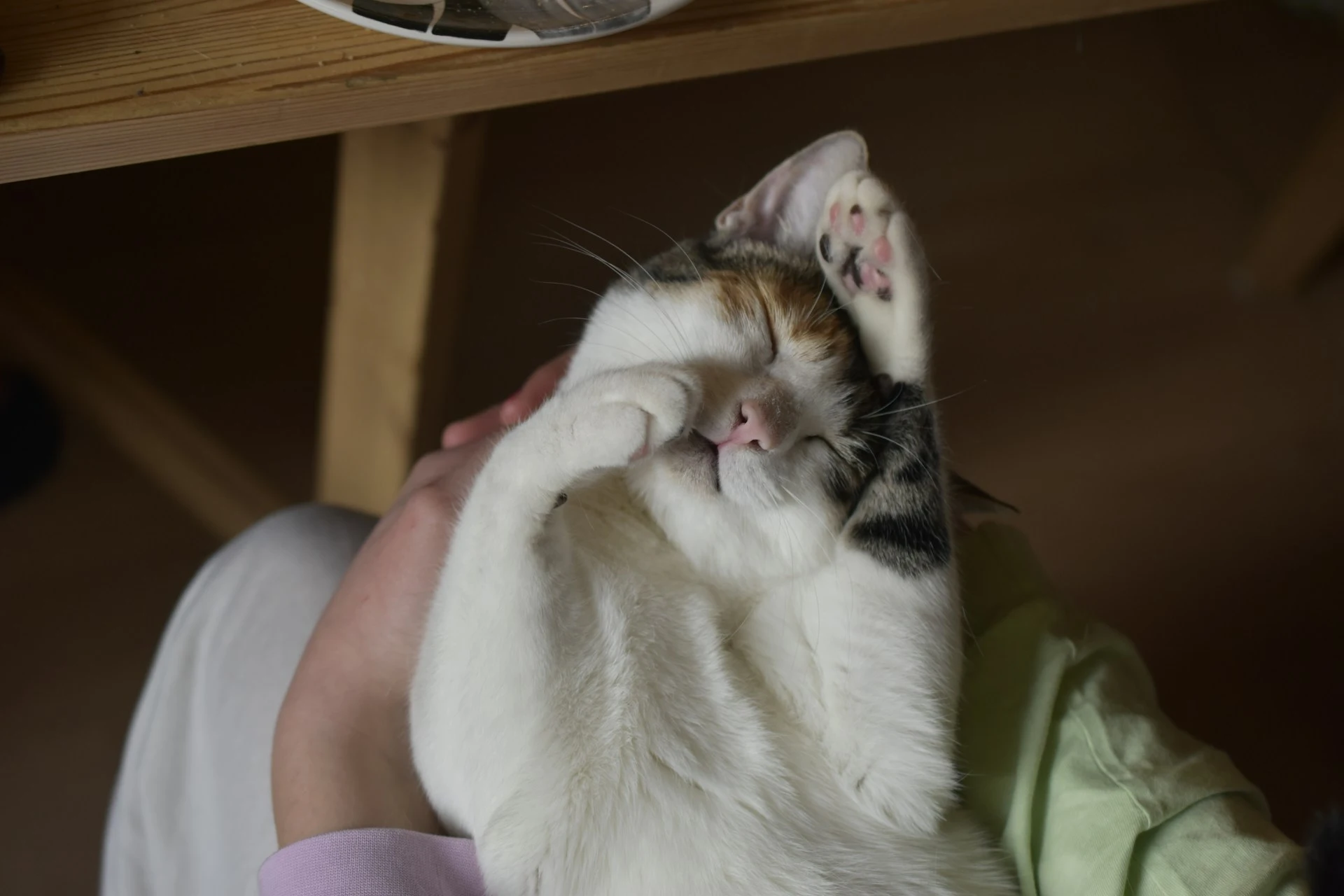 A white cat is sleeping on a person's lap, with one paw covering its eyes.