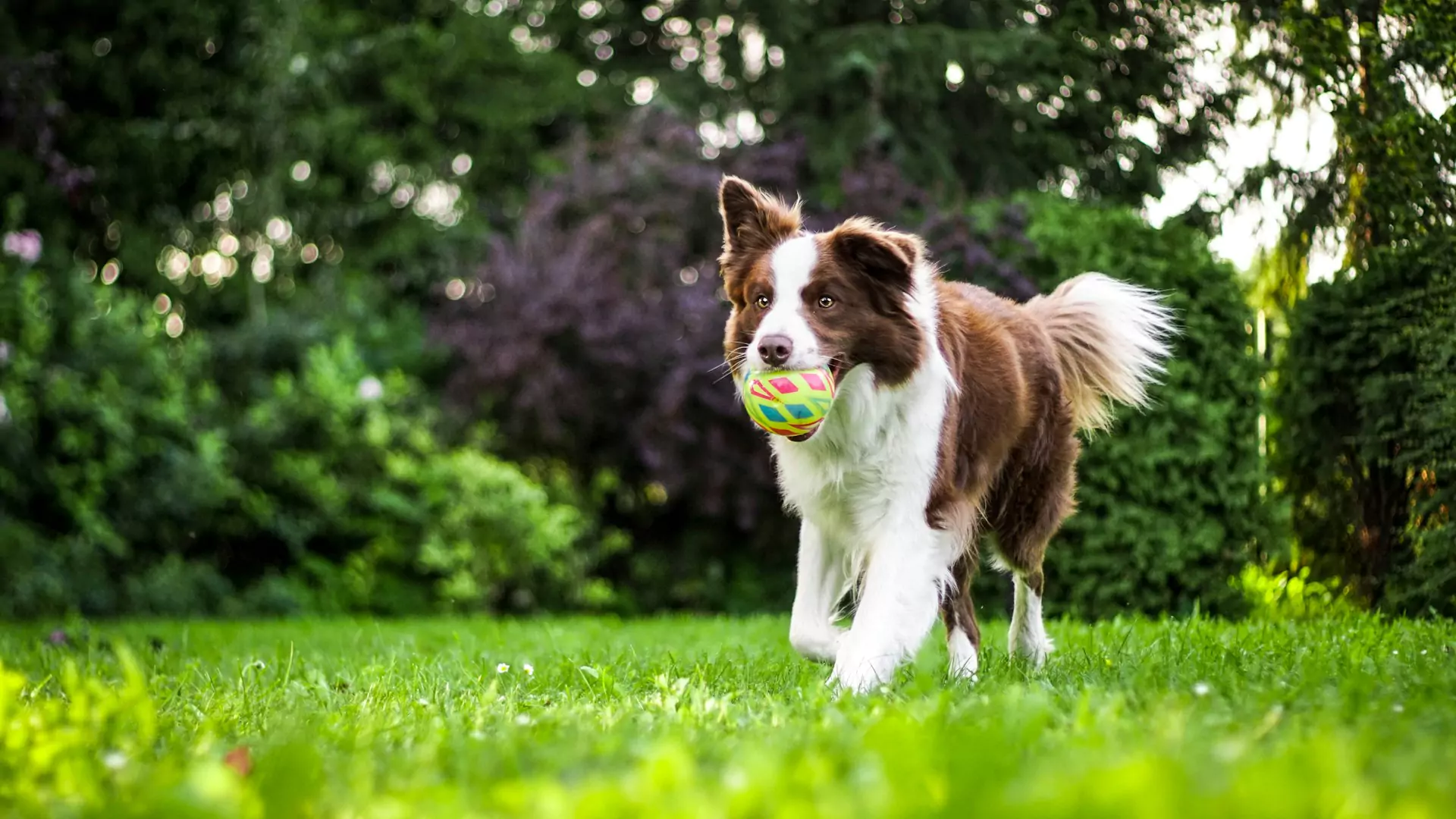 A brown and white border collie is running across a green lawn, holding a ball in its mouth.