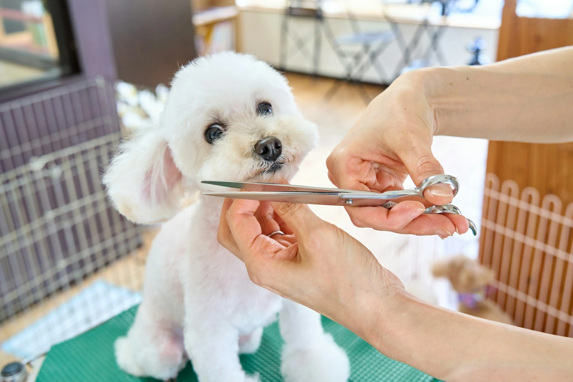A Poodle getting groomed.
