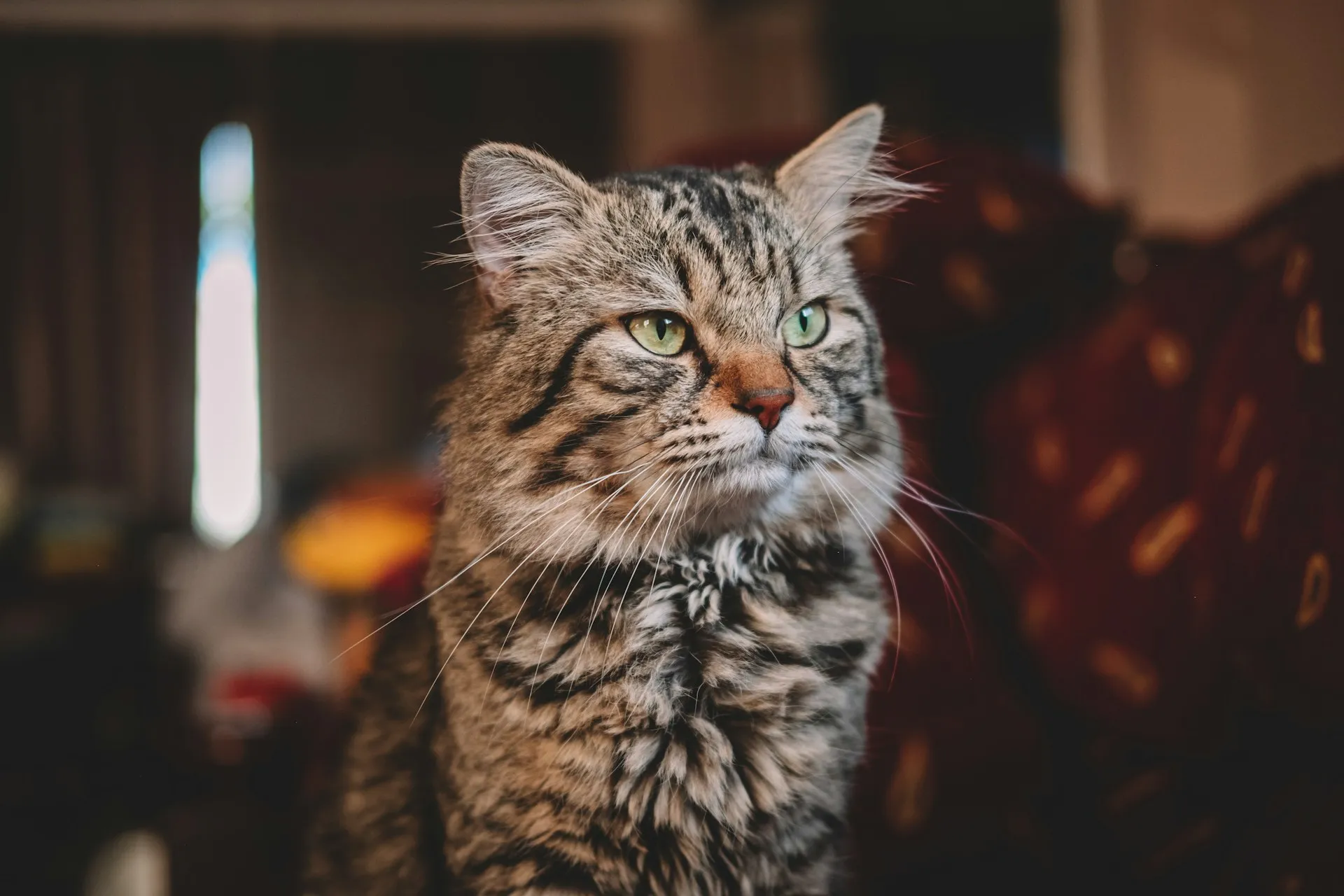 A close-up shot of a cat with brown and black stripes. The cat is sitting upright.