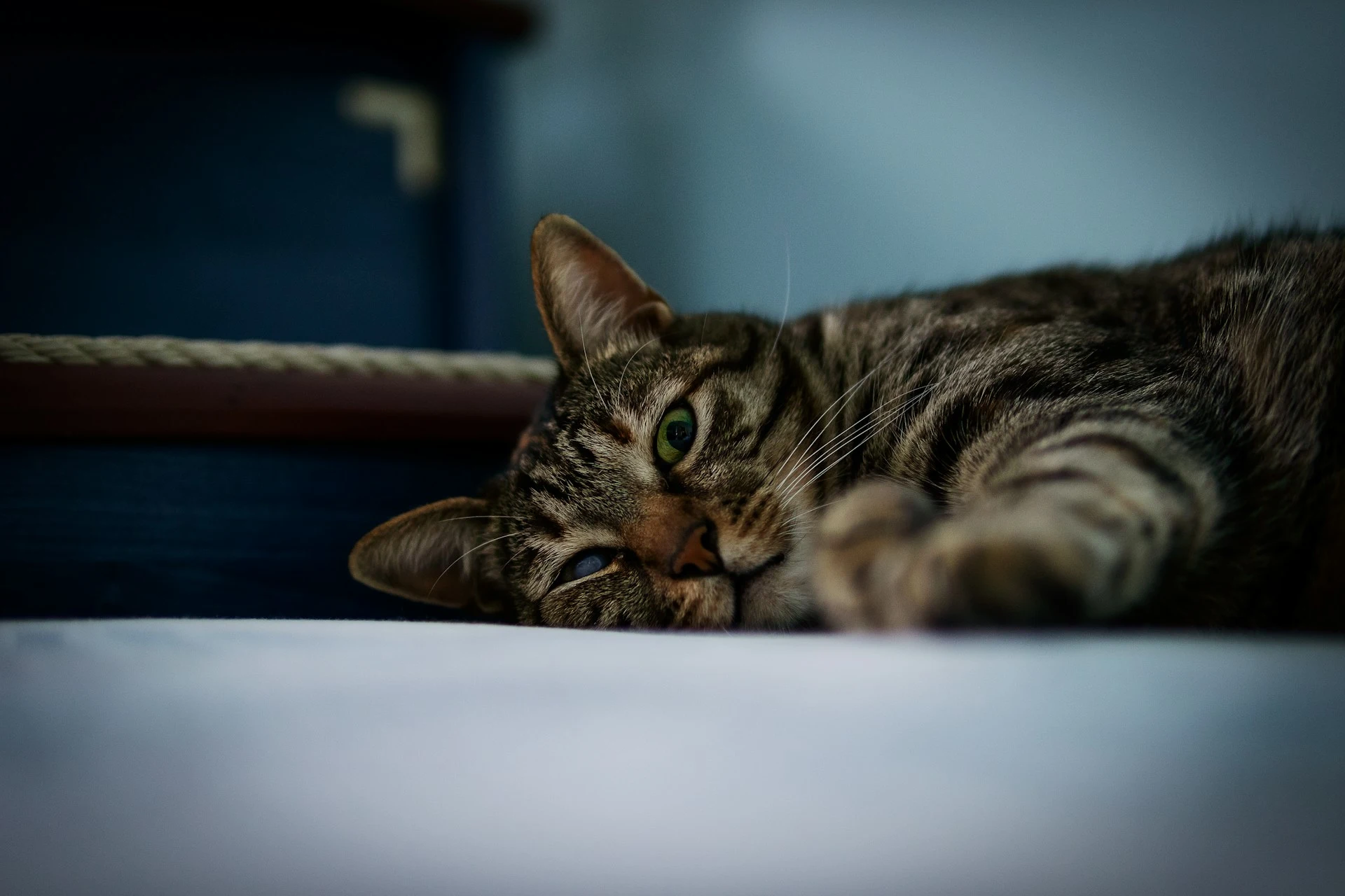 A cat is lying on a white surface, looking directly at the camera.