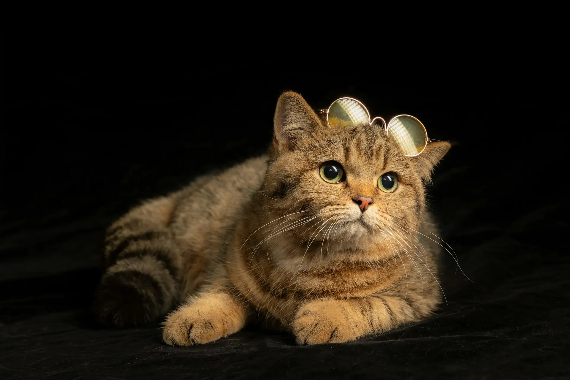 A brown cat with small round sunglasses on its head is lying down. The background is a solid black.