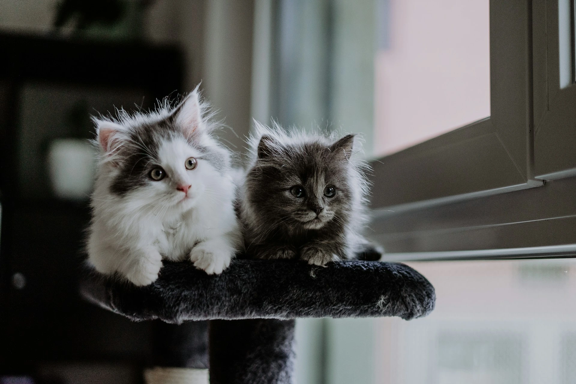 Two fluffy kittens are perched on a scratching post.