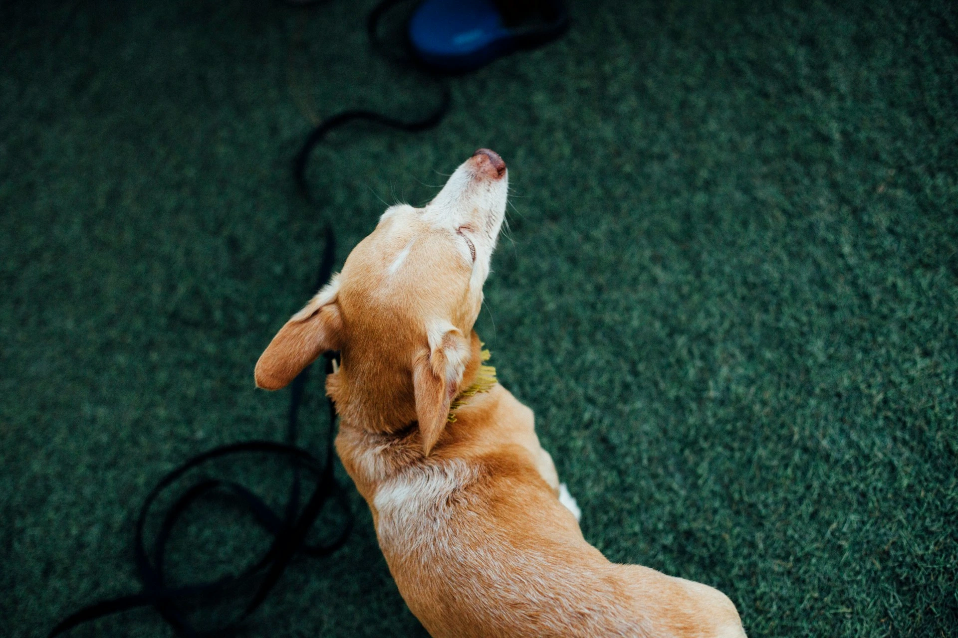 A dog is on a green, grassy surface, and a black leash is visible nearby.