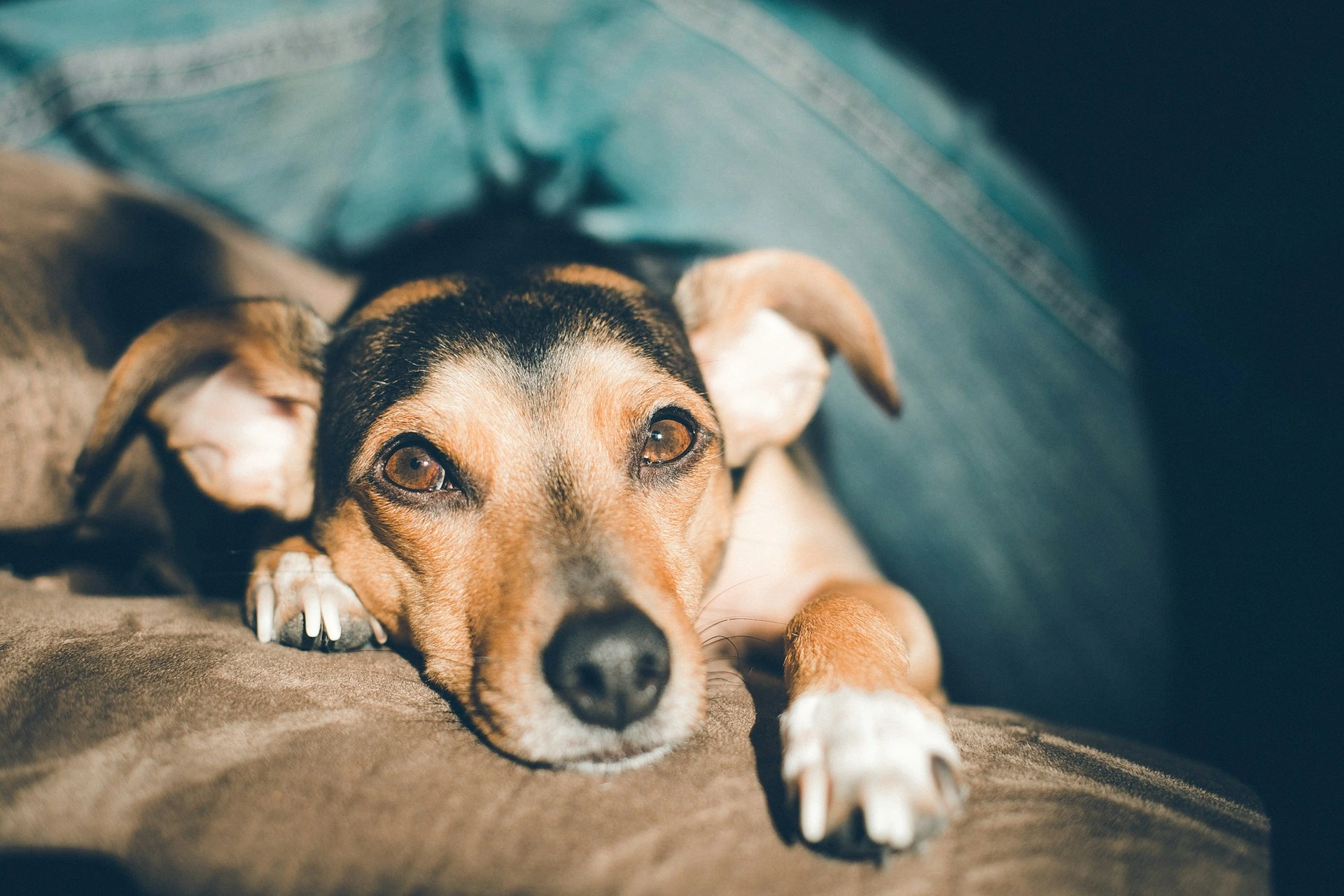 A small brown, black, and white dog is lying down.