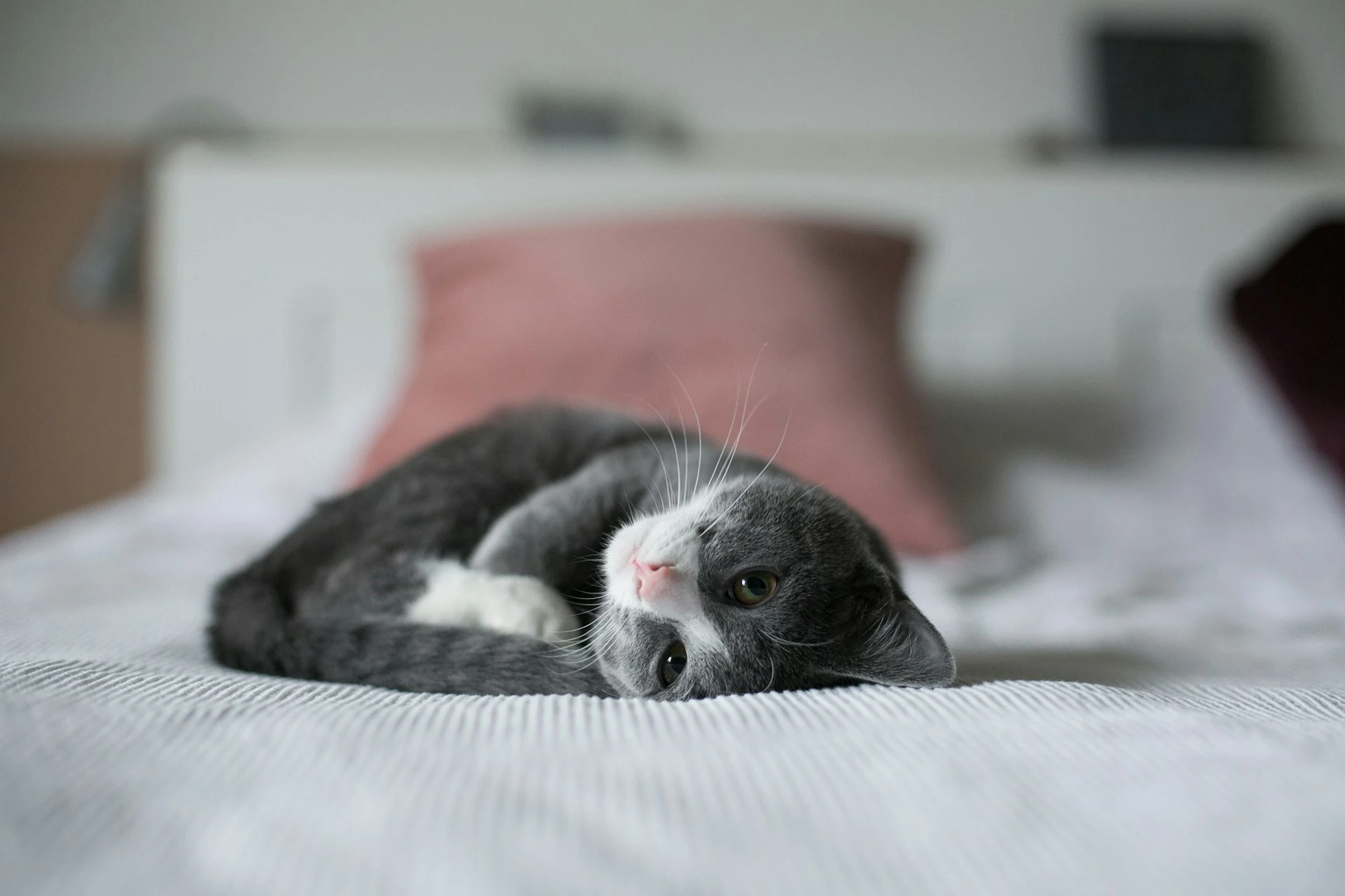 A small gray and white cat is curled up on a bed. A pink pillow is in the blurry background.