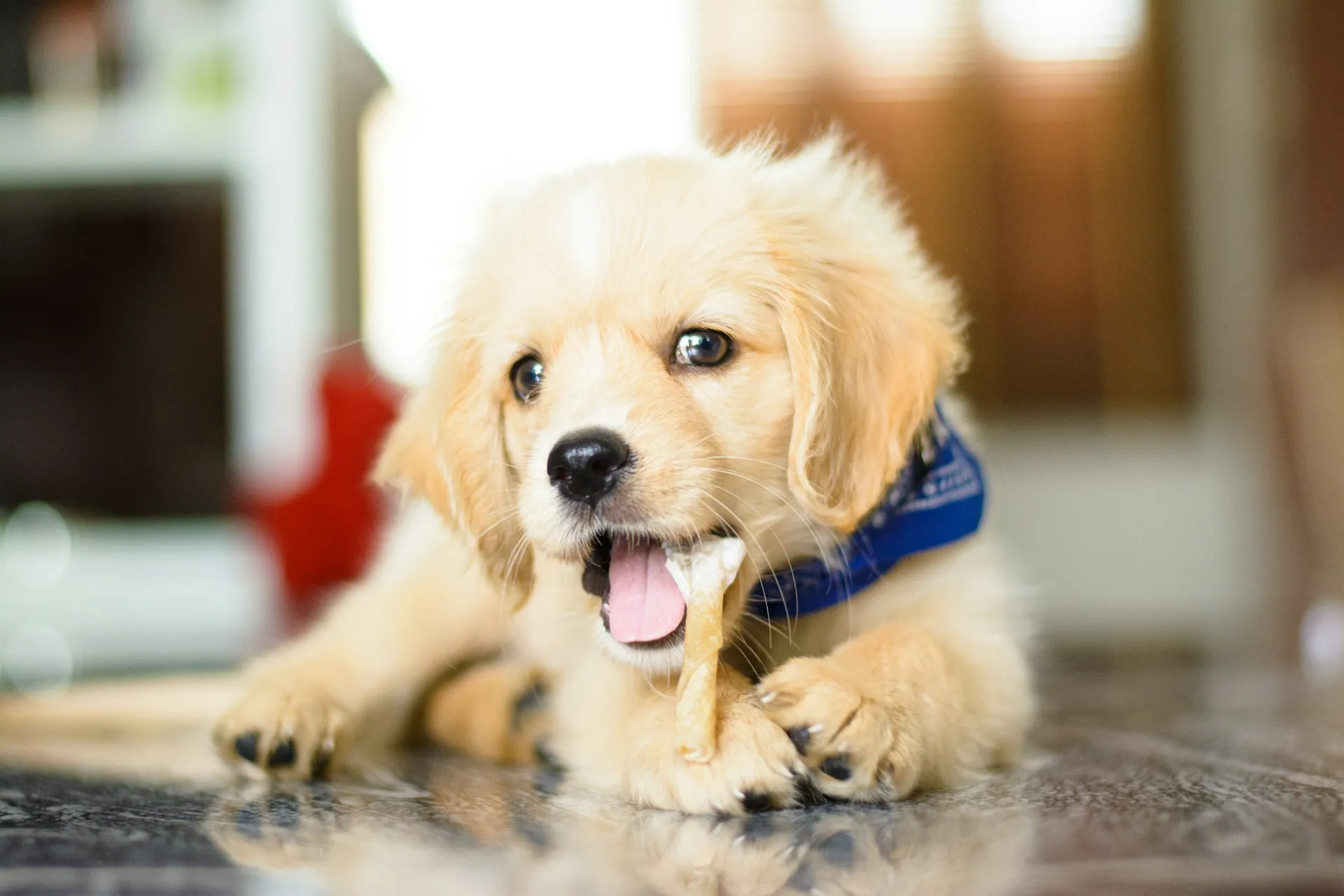 A small, light brown and white puppy with a blue bandana is lying on a tiled floor, chewing on a bone.