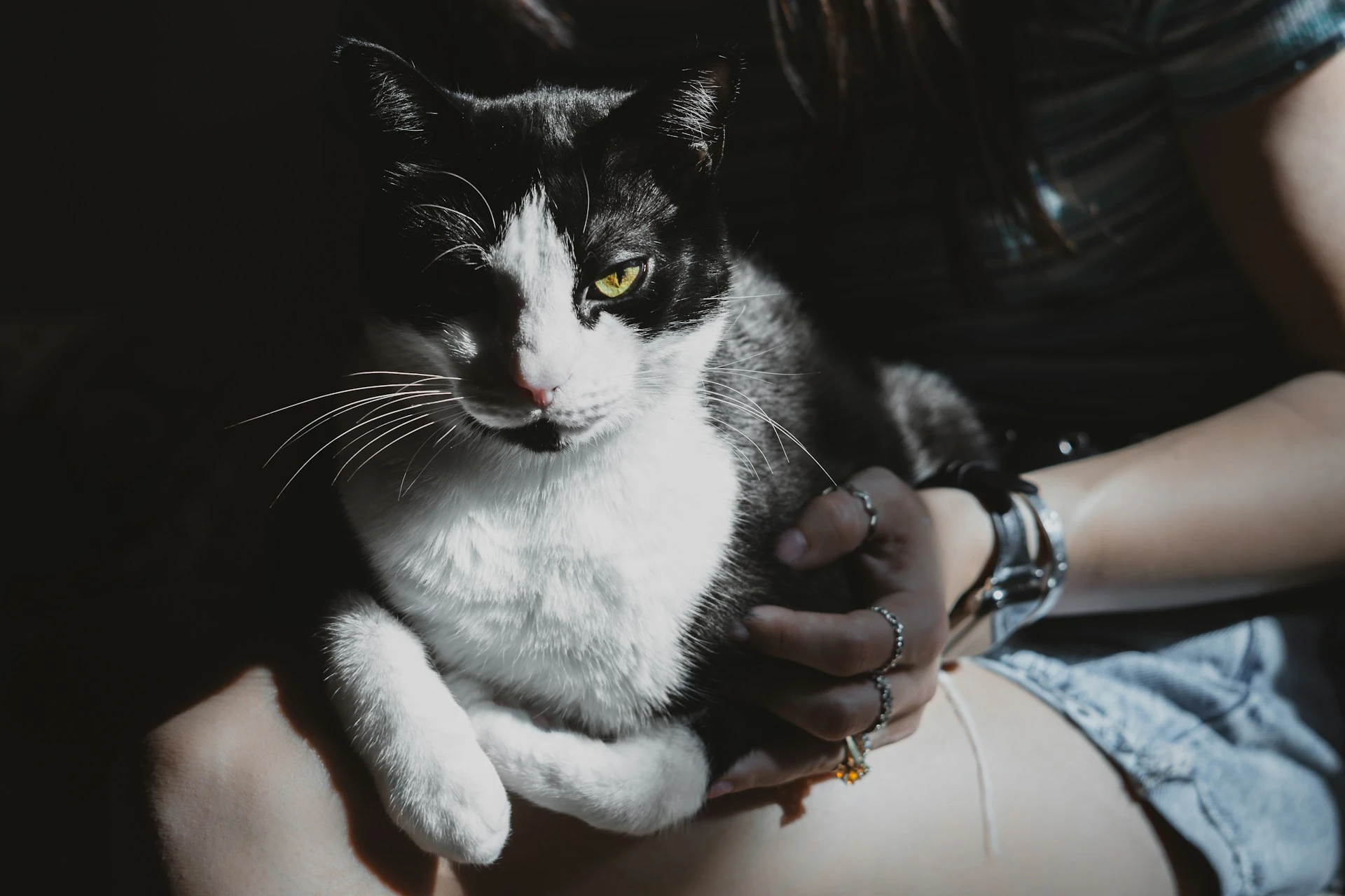 A black and white cat is sitting on a person's lap.