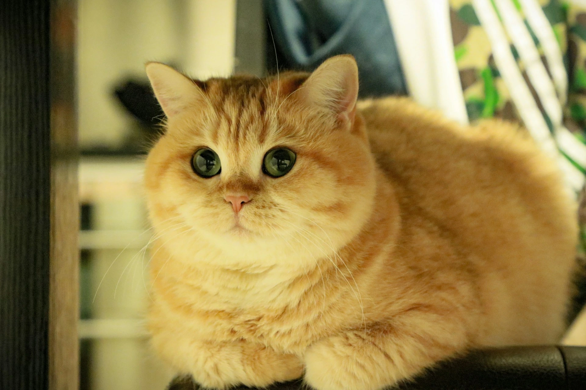 A chubby orange tabby cat with large, round eyes is looking directly at the camera.