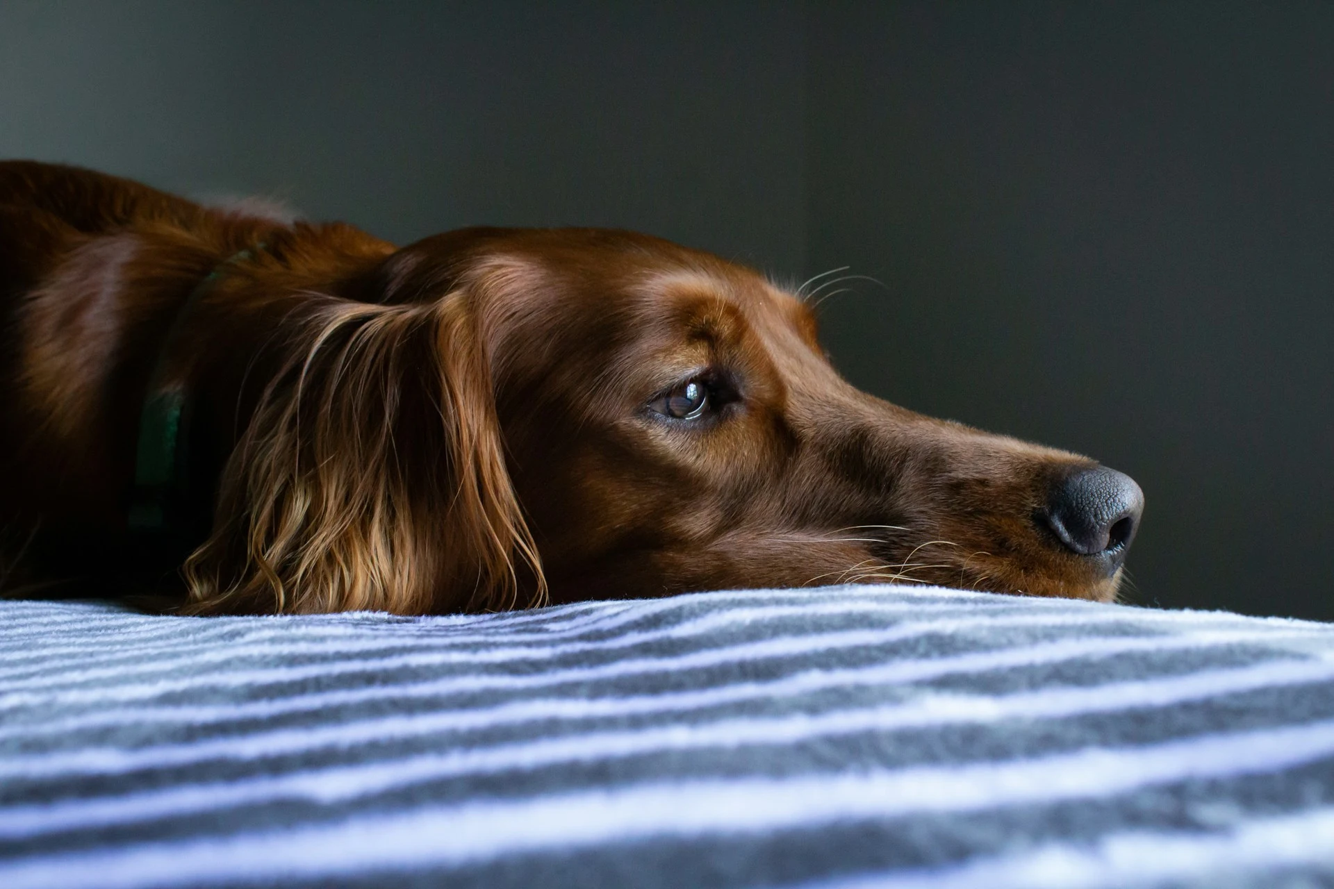 A brown dog with a green collar, lying down on a striped blanket.