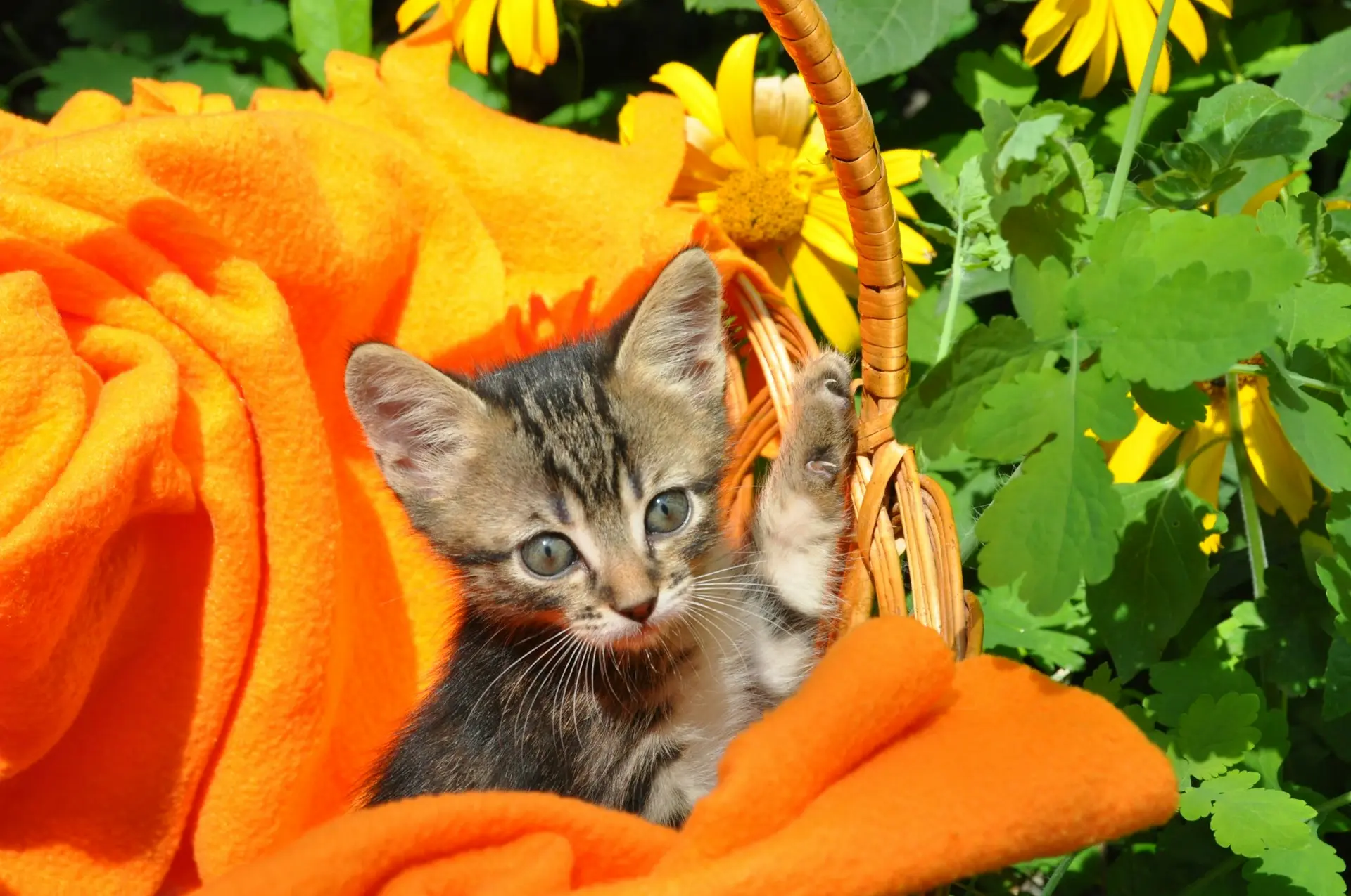 A small kitten is sitting in a woven basket lined with a bright orange blanket.