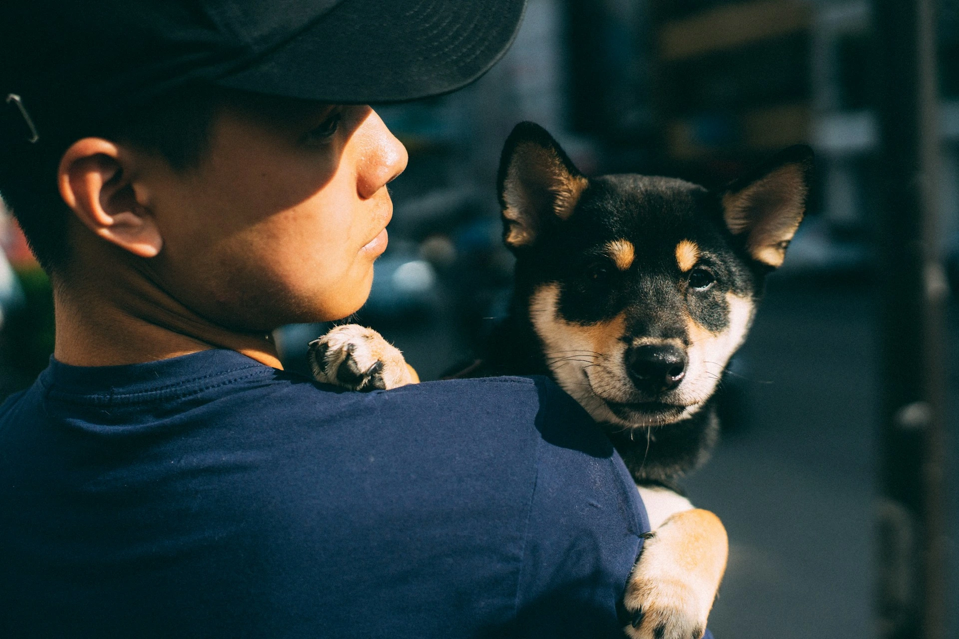 A young man wearing a black baseball cap and blue t-shirt carries a black and tan Shiba Inu puppy over his shoulder.