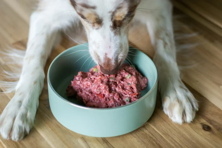 A white and brown dog puts its nose into a light green bowl filled with raw ground meat and vegetables on a wooden floor.