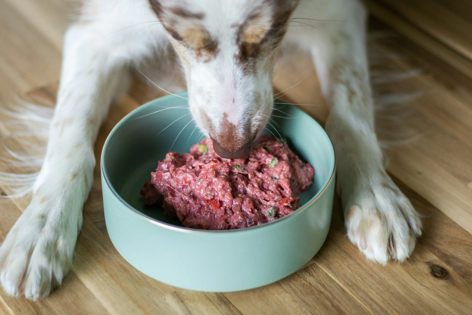 A white and brown dog puts its nose into a light green bowl filled with raw ground meat and vegetables on a wooden floor.