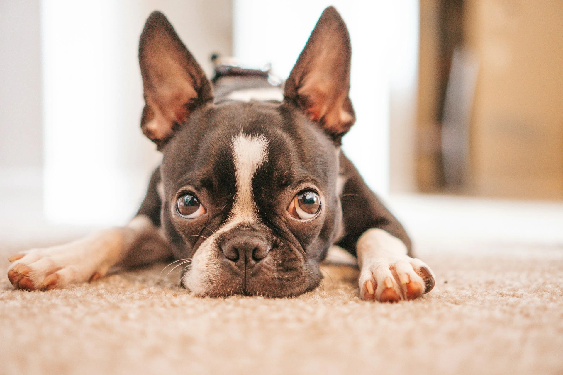 A black and white Boston Terrier puppy with large, pointed ears lies flat on its stomach on a beige carpet.